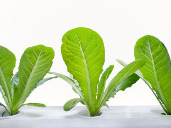 Close-up of fresh green leaves against white background