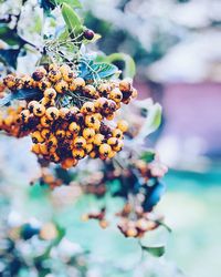 Close-up of berries growing on tree