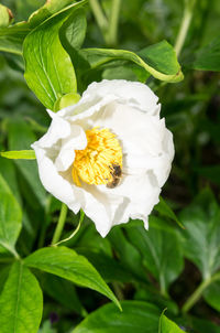 Close-up of white flower