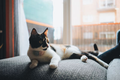 Close-up of a cat resting