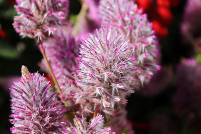 Close-up of pink flowering plant