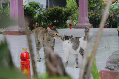 View of cat drinking water