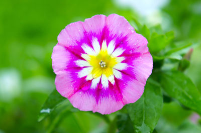 Close-up of pink flower