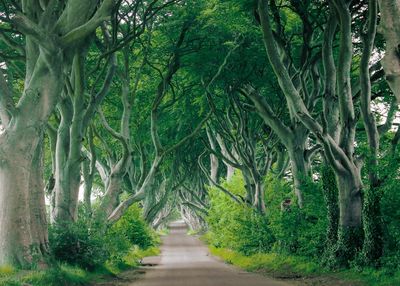 Footpath amidst trees in forest