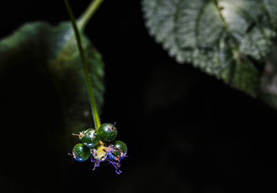 Close-up of butterfly on plant