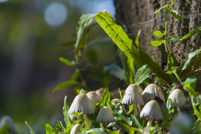 Close-up of green leaves