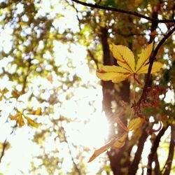 Low angle view of tree leaves