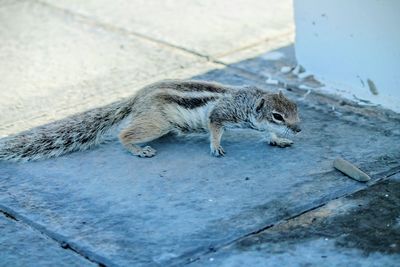 Close-up of cat