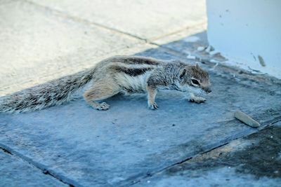 High angle view of squirrel on footpath