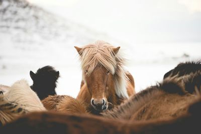 Portrait of icelandic horse outdoors