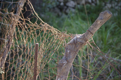 Close-up of lizard on tree