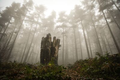 Plants growing in forest against sky