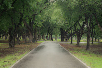 Road amidst trees