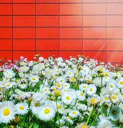 Close-up of white daisy blooming outdoors