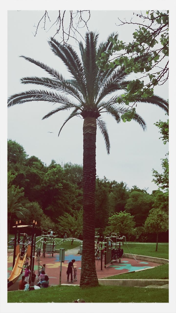 tree, transfer print, auto post production filter, park - man made space, water, tree trunk, growth, bench, palm tree, park, nature, tranquility, sky, branch, scenics, tranquil scene, incidental people, grass, day, outdoors