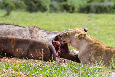 View of an animal on field