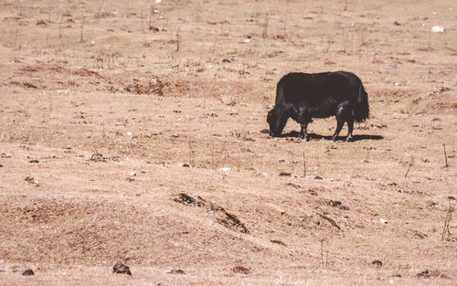 View of a horse on field