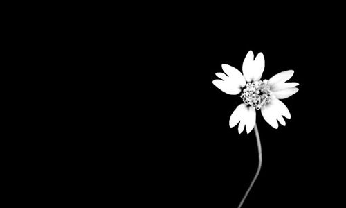 Close-up of white flower against black background