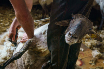 Basque sheep shearing