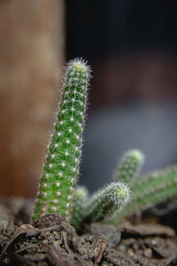 Close-up of cactus plant growing on field