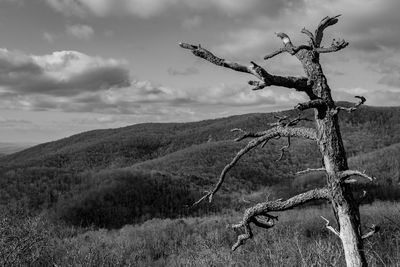 View of dead tree on field against mountains and sky