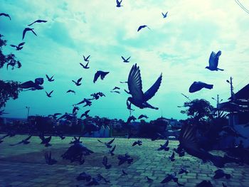 Flock of birds flying in sky