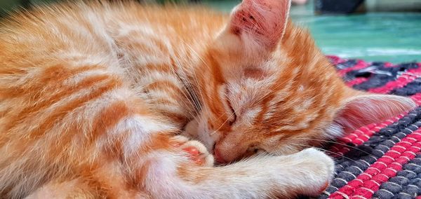 Close-up of cat sleeping