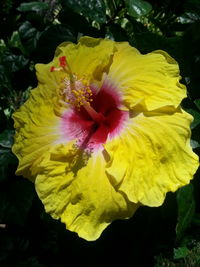 Close-up of yellow hibiscus blooming outdoors