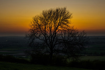 Tree by sea against sky during sunset