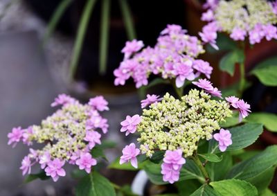 Close-up of pink flowers on plant