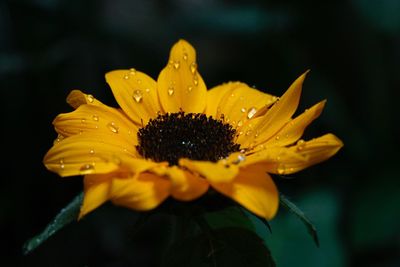 Close-up of wet yellow flower