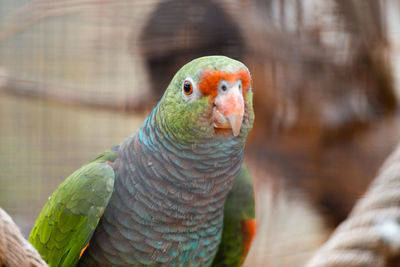 Close-up of parrot in cage