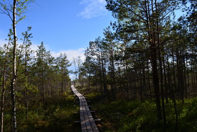 Low angle view of trees against sky