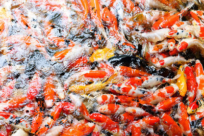 High angle view of koi carps swimming in lake