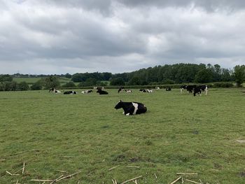 Cows on field against sky