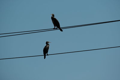 Low angle view of bird perching on cable