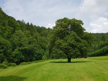 A single tree and the woods