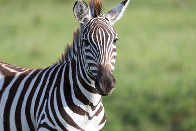 Close-up of a zebra