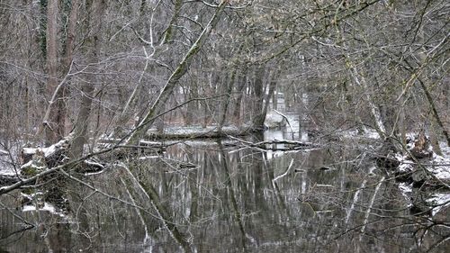 Bare trees in forest during winter