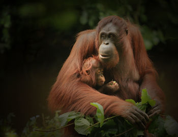 Close-up of female orangutan with infant on tree