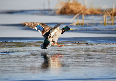 Mallard duck taking off from lake