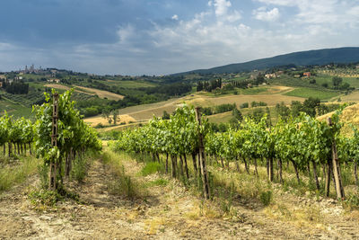 Scenic view of vineyard against sky