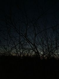 Low angle view of bare trees at night