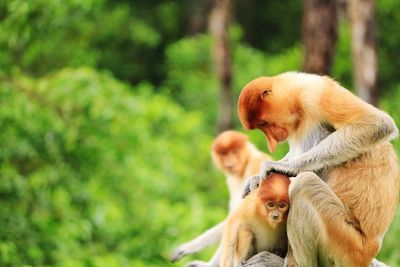 Close-up of monkey on tree