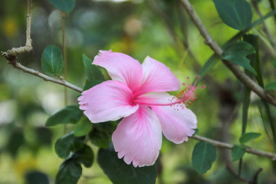 Close-up of pink flowering plant