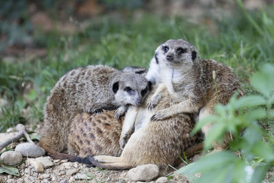 Meerkats in the savannah