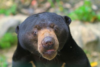 Close-up portrait of black dog outdoors