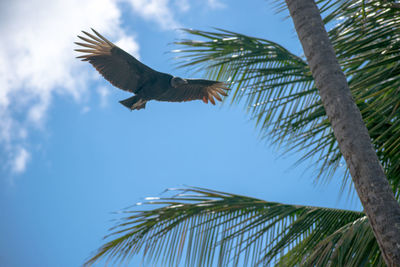 Low angle view of palm trees against sky