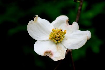 Close-up of dogwood flower blooming outdoors