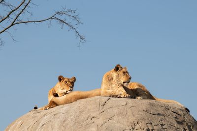 Low angle view of lions on rock against clear sky